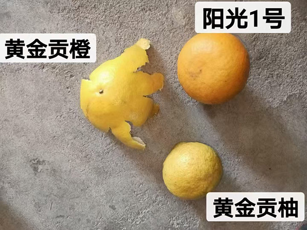 黄金贡橙