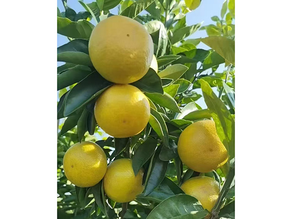 黄金贡橙