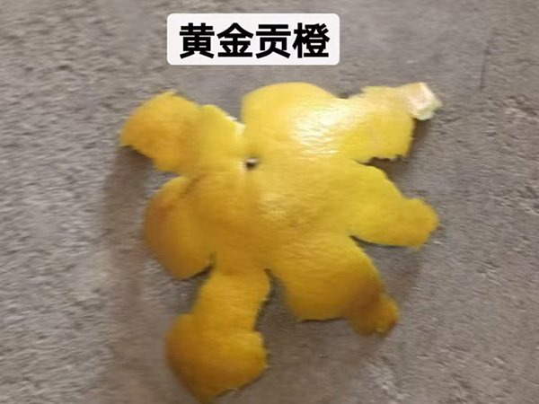 黄金贡橙